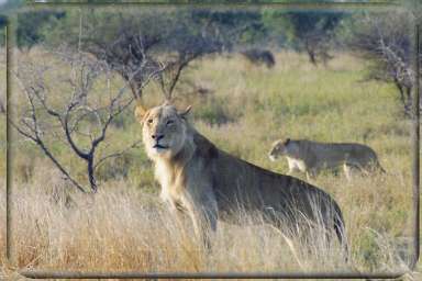 Tinta Safaris - You are in big five country